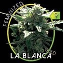 La Blanca Gold (Vision Seeds) feminizada