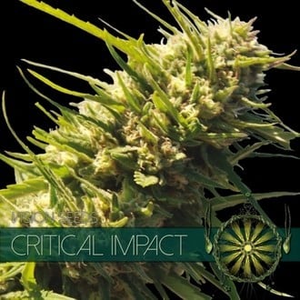 Critical Impact (Vision Seeds) feminizada