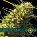 Critical Impact (Vision Seeds) feminizada