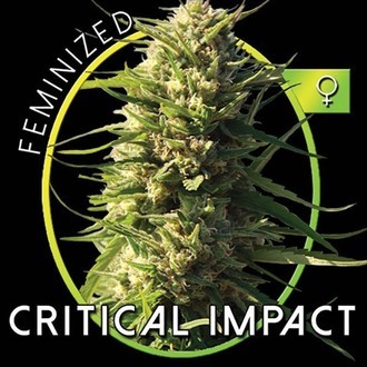 Critical Impact (Vision Seeds) feminizada