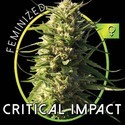 Critical Impact (Vision Seeds) feminizada