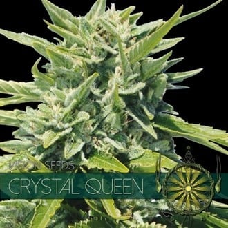 Crystal Queen (Vision Seeds) feminizada
