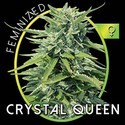 Crystal Queen (Vision Seeds) feminizada