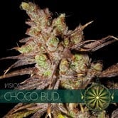Choco Bud (Vision Seeds) feminizada