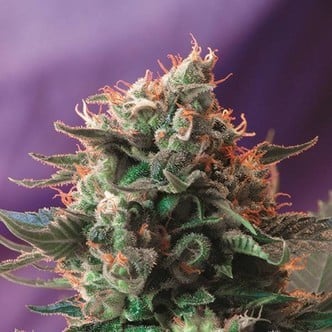 Jack 47 (Sweet Seeds) feminizada