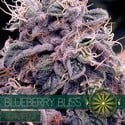 Blueberry Bliss Autoflowering (Vision Seeds) feminizada