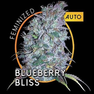 Blueberry Bliss Autoflowering (Vision Seeds) feminizada