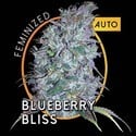 Blueberry Bliss Autoflowering (Vision Seeds) feminizada