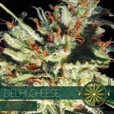 Delhi Cheese Autoflowering (Vision Seeds) feminizada