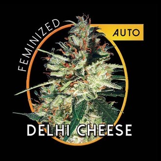 Delhi Cheese Autoflowering (Vision Seeds) feminizada