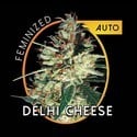 Delhi Cheese Autoflowering (Vision Seeds) feminizada