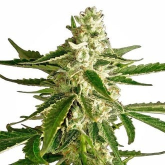 White Diesel Haze Automatic (White Label) feminizada