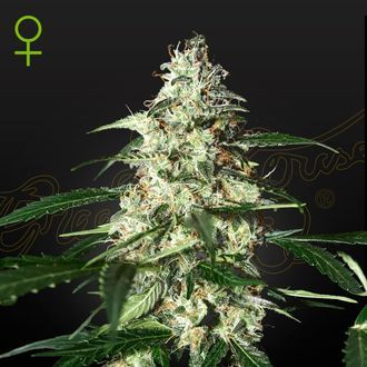 Skunk Autoflowering (Strain Hunters) feminizada