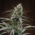 Congo (ACE Seeds) feminizada