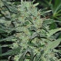 Malawi (ACE Seeds) feminizada