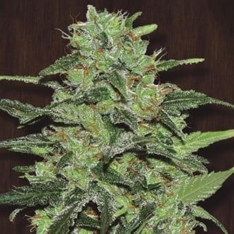 Malawi (ACE Seeds) feminizada