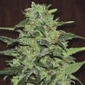 Malawi (ACE Seeds) feminizada