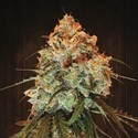 Golden Tiger (ACE Seeds) feminizada