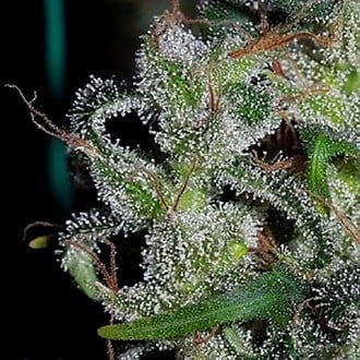 Zamaldelica (ACE Seeds) feminizada