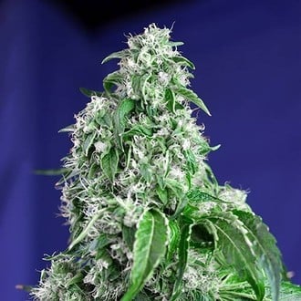 Big Devil - F1 Fast Version (Sweet Seeds) feminizada