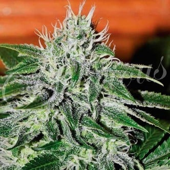 Critical Jack Herer (Delicious Seeds) feminizada