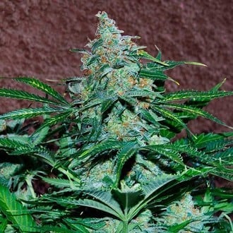 Amnesia Ryder Automatic (World of Seeds) feminizada