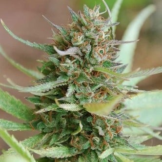 Strawberry Blue (World of Seeds) feminizada