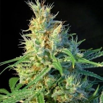 Psicodelicia (Sweet Seeds) feminizada