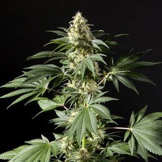 Black Bomb (Philosopher Seeds) feminizada