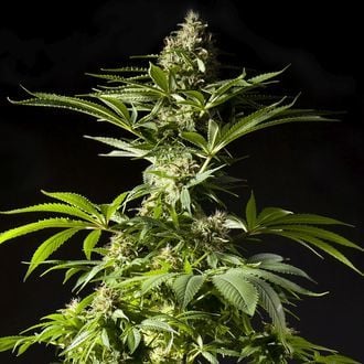 Tropimango (Philosopher Seeds) feminizada