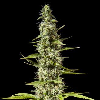 Early Maroc (Philosopher Seeds) feminizada