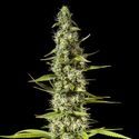 Early Maroc (Philosopher Seeds) feminizada