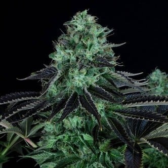 Darkstar Kush (T.H. Seeds) feminizada