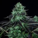 Darkstar Kush (T.H.Seeds) feminizada