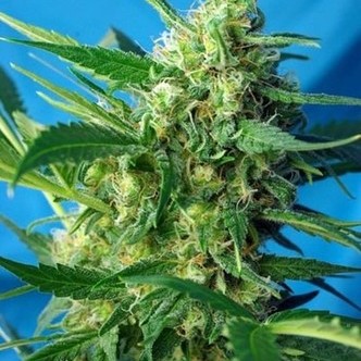 Ice Cool Auto (Sweet Seeds) feminizada