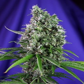 Sweet Trainwreck Auto (Sweet Seeds) feminizada