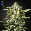 Jack Herer Auto (Greenhouse Seeds) feminizada