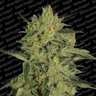 Nebula II CBD (Paradise Seeds) feminizada