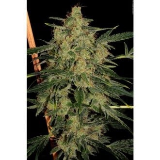 Nebula II CBD (Paradise Seeds) feminizada