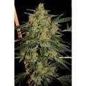 Nebula II CBD (Paradise Seeds) feminizada