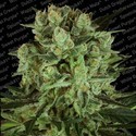 Durga Mata II CBD (Paradise Seeds) feminizada