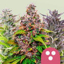 Feminized Mix (Royal Queen Seeds)