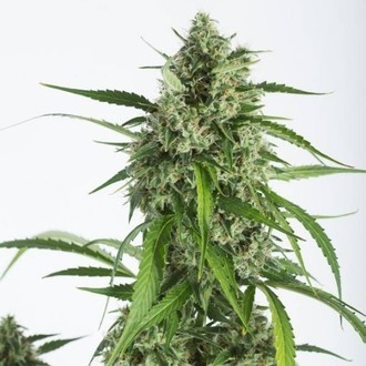 White Widow XXL Autoflowering (Dinafem) feminizada