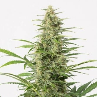 Sour Diesel Autoflowering (Dinafem) feminizada