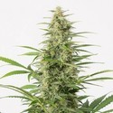 Sour Diesel Autoflowering (Dinafem) feminizada