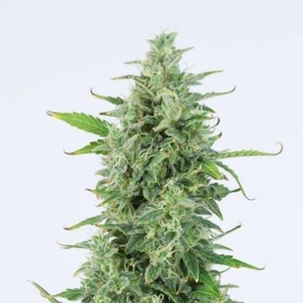 OG Kush Autoflowering (Dinafem) feminizada