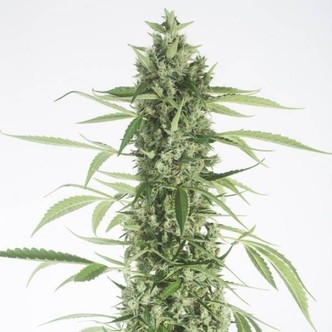 Moby Dick XXL Autoflowering (Dinafem) feminizada