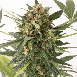 Kush-n-Cheese Autoflowering (Dinafem) feminizada