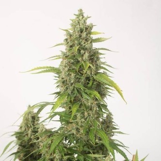 Haze XXL Autoflowering (Dinafem) feminizada