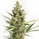 Amnesia XXL Autoflowering (Dinafem) feminizada